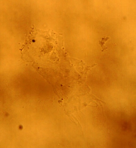 Halechiniscus image