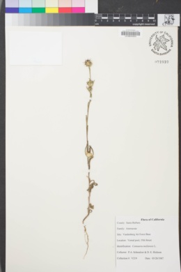 Image of Centaurea melitensis