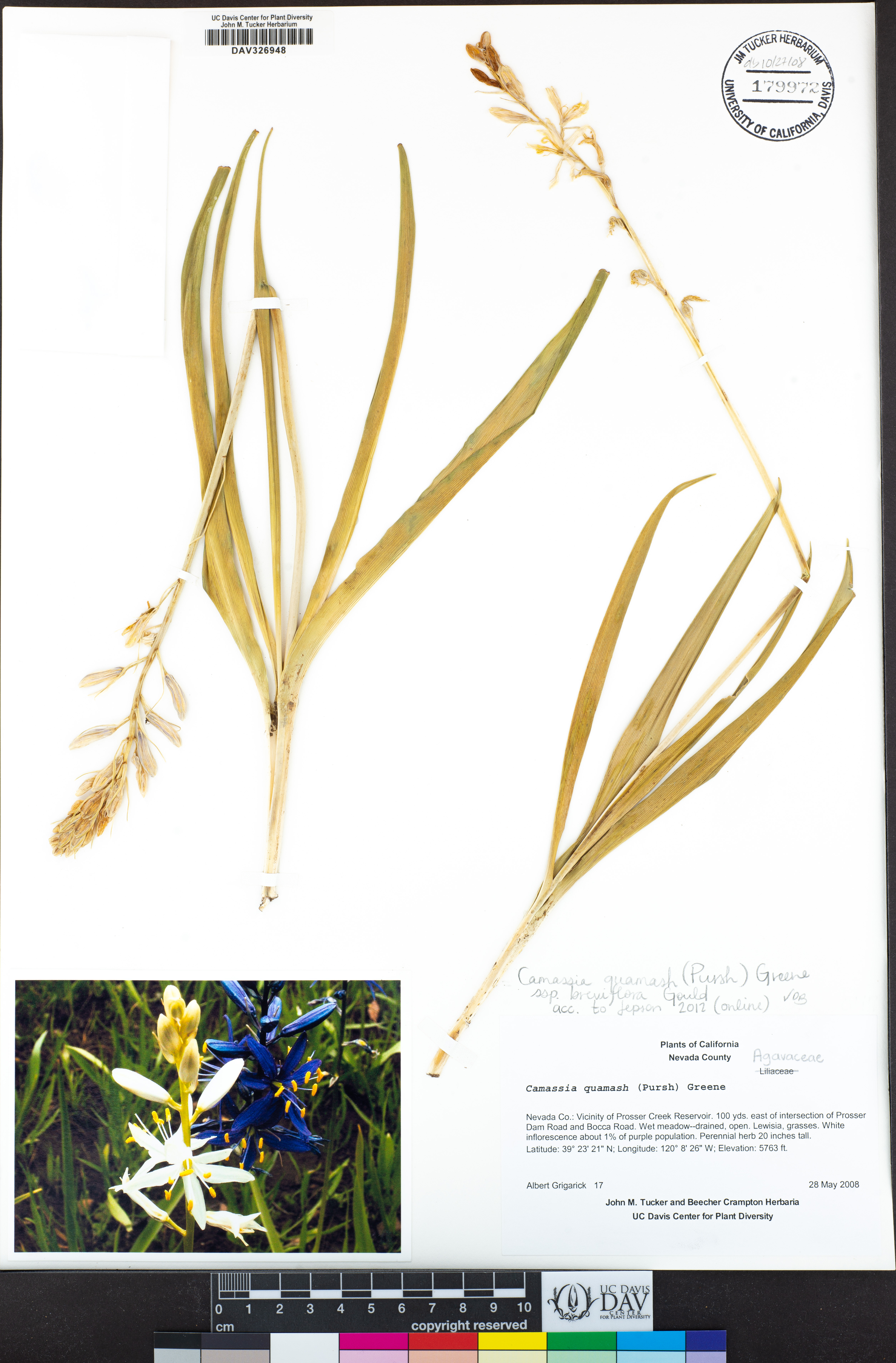 Camassia quamash subsp. breviflora image