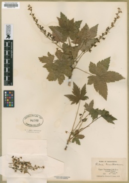 Ribes bracteosum image