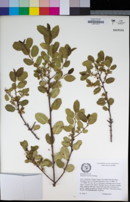 Rhamnus ilicifolia image