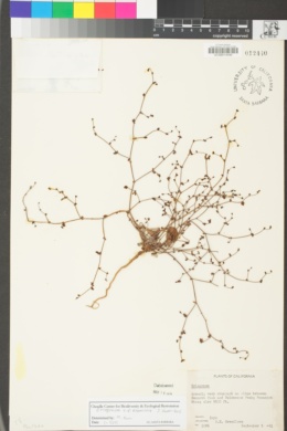 Eriogonum eremicola image