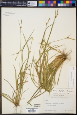 Image of Carex styloflexa