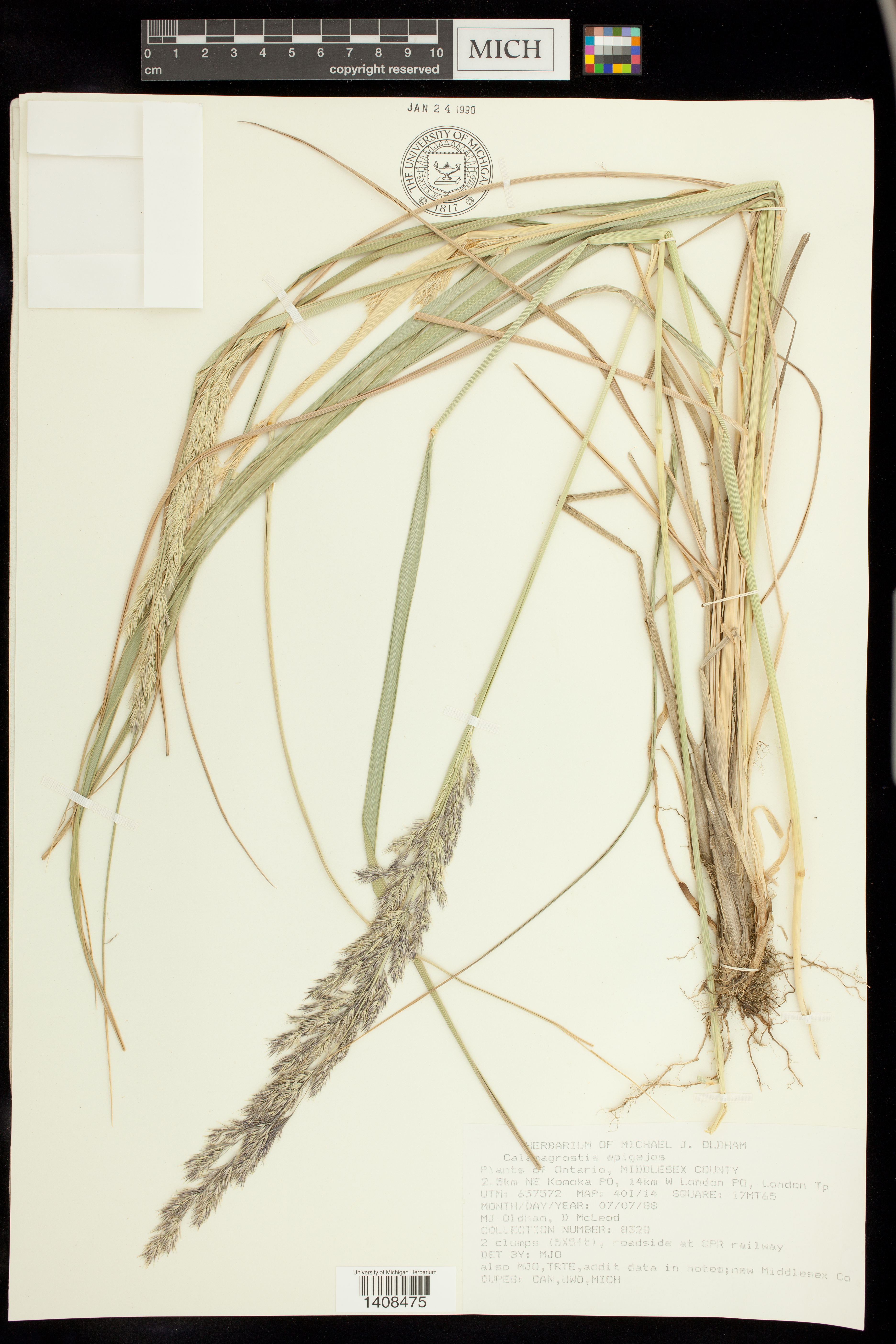 Calamagrostis epigejos image