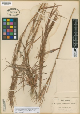Image of Schizachyrium mexicanum