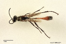 Image of Ammophila stangei