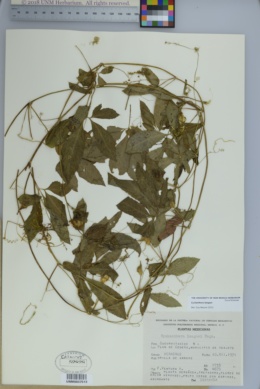 Cyclanthera langaei image