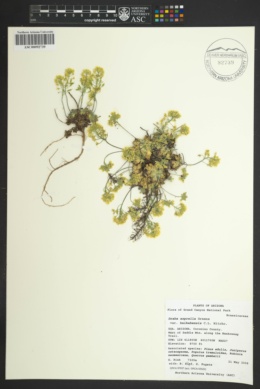 Draba asprella var. stelligera image