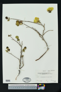 Gossypium klotzschianum var. davidsonii image