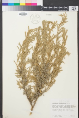 Image of Artemisia tridentata