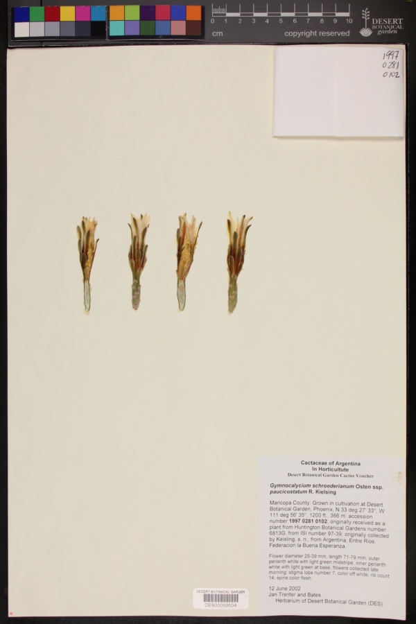 Gymnocalycium schroederianum subsp. paucicostatum image