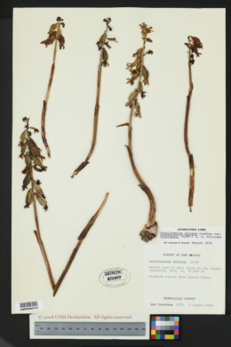 Corallorhiza striata var. vreelandii image