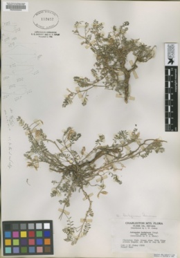 Astragalus kernensis image