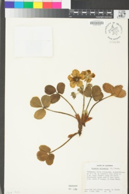 Fragaria chiloensis image
