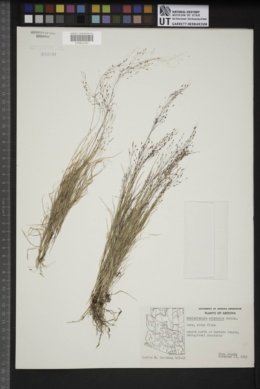 Muhlenbergia arizonica image