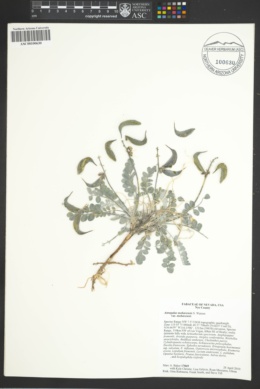 Astragalus mohavensis image