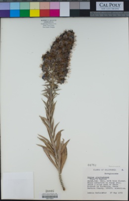 Image of Echium plantagineum