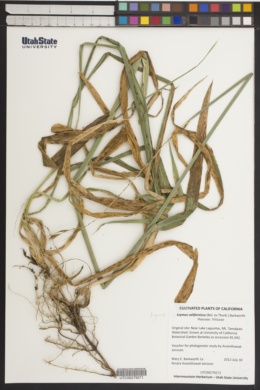 Leymus californicus image