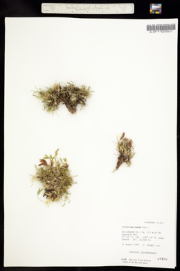 Image of Trifolium nanum