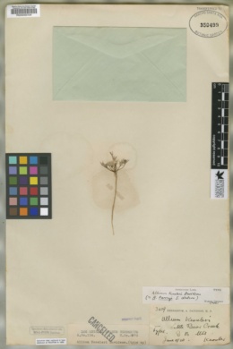 Allium kessleri image