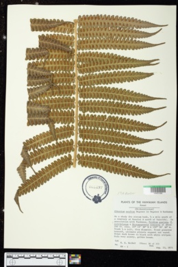 Cibotium nealiae image
