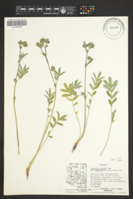 Potentilla crinita var. lemmonii image