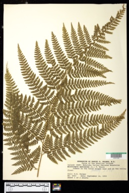 Microlepia speluncae image