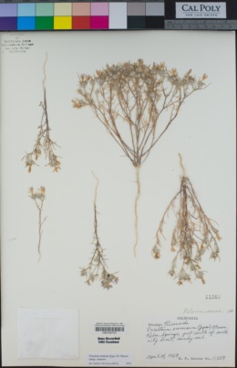 Eriastrum eremicum subsp. eremicum image