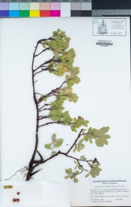 Arctostaphylos nevadensis subsp. nevadensis image