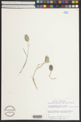 Eremopyrum bonaepartis subsp. bonaepartis image