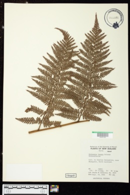 Dicksonia lanata image