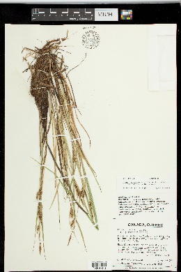 Carex x subpaleacea image