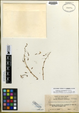 Image of Lindernia brachyphylla