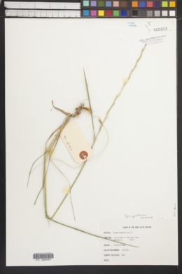 Elymus jacutensis image