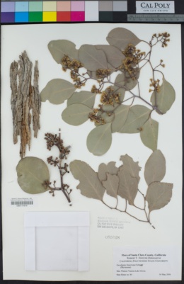 Image of Eucalyptus baueriana