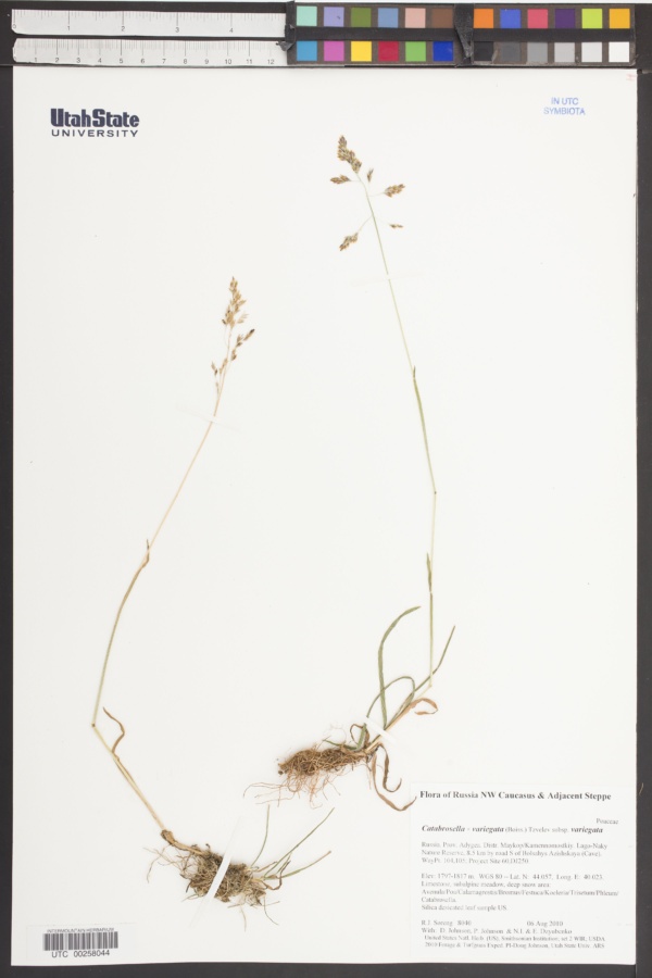 Catabrosella variegata image