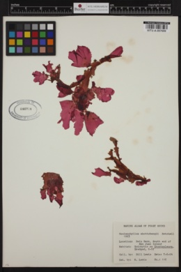 Gonimophyllum skottsbergii image