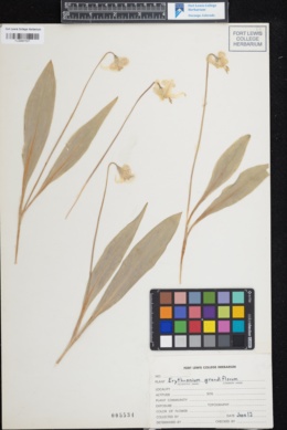 Erythronium grandiflorum subsp. chrysandrum image