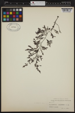 Polysiphonia caulescens image