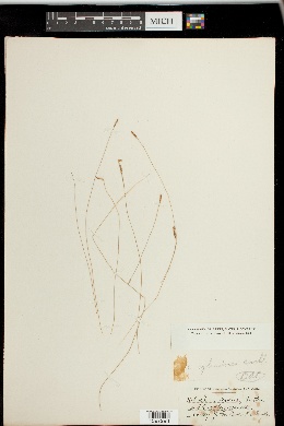 Eleocharis cylindrica image