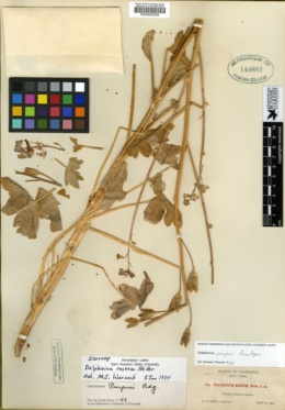 Delphinium roseum image