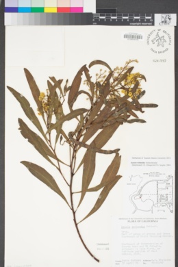 Acacia redolens image