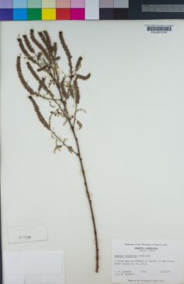 Image of Amorpha schwerinii