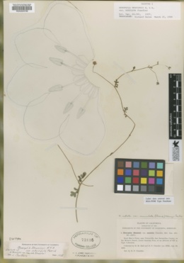 Nemophila menziesii var. annulata image