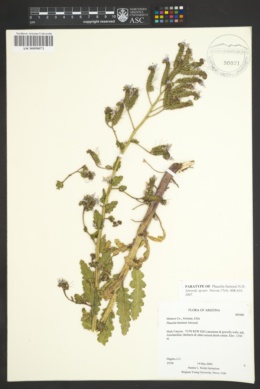 Phacelia furnissii image