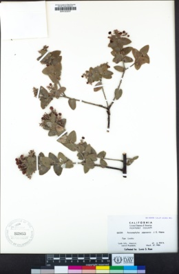 Arctostaphylos pajaroensis image