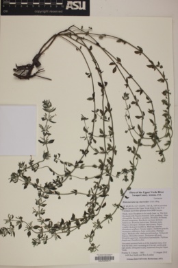 Hedeoma nana subsp. macrocalyx image