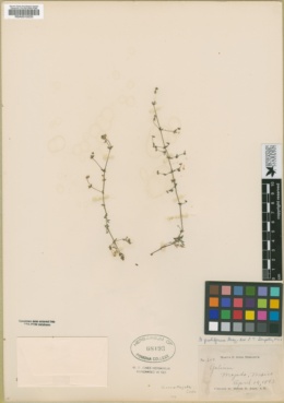 Galium proliferum image
