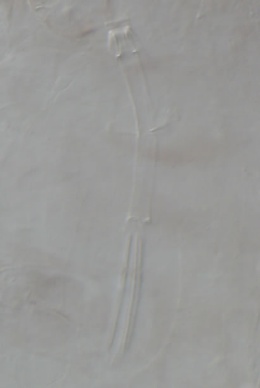 Platicrista cheleusis image