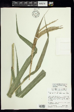 Tripsacum pilosum image